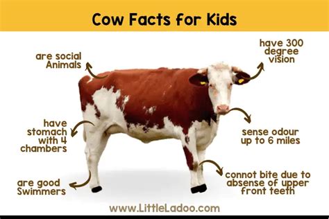 1. 10+ Little Cow Facts: The Ultimate Fun Guide