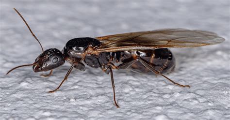 1. Carpenter Ant Queen: Essential Facts You Must Know