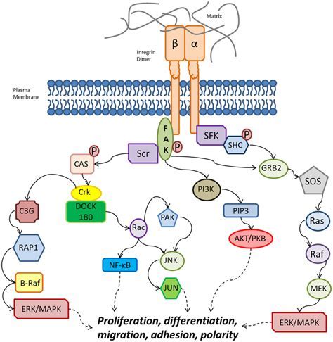 1. The Ultimate Guide To Integrin Pathways In Cardiomyocyte Development