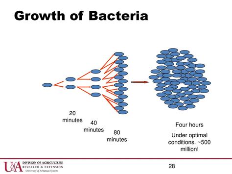 1. Unlocking The Ultimate Guide To Bacterial Growth