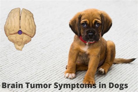 10 Brain Tumor Symptoms In Dogs Shouldn T Ignore