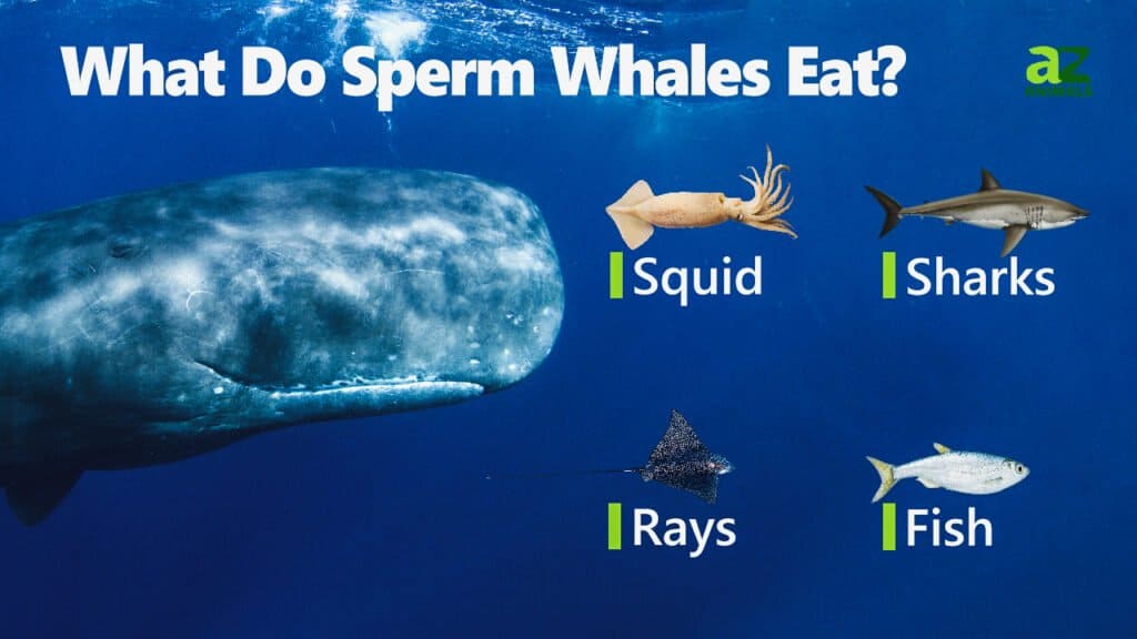 10 Incredible Sperm Whale Facts Unianimal