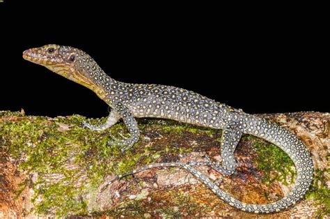 10 Things You Need To Know About Mangrove Monitor Prices: The Ultimate Guide