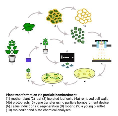 10 Ways To Create Amazing Plant Particles Quickly The Bomb Yearbook Collection