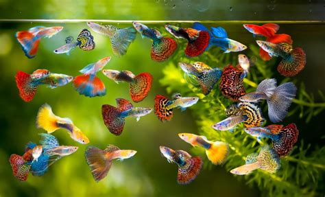 11 Amazing Facts About Guppies Interesting Fun Pangovet