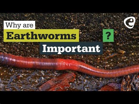 12 Types Of Earthworms And How To Identify Them Your Indoor Herbs