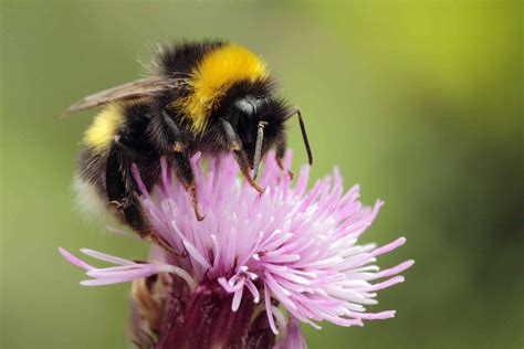 15 Buzzworthy Bumblebee Facts