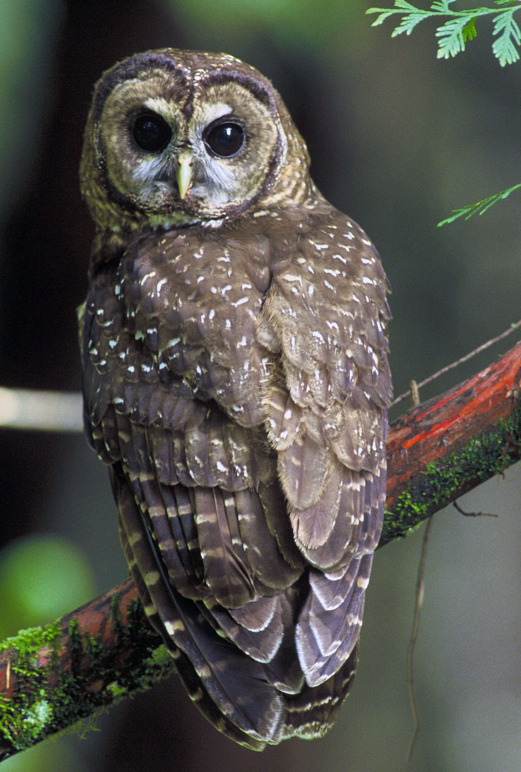 15 Owl Species In Canada A Comprehensive List With Descriptions And Conservation Focus Nature