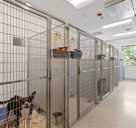 15+ Pet Shelter Ideas: A Mustsee Visual Journey