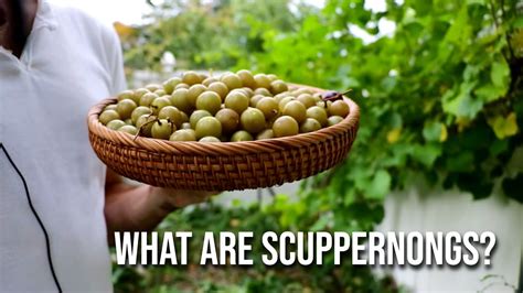 15 Scuppernong Benefits: The Ultimate Guide To Nature's Superfruit