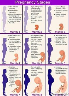 16 Best Pregnancy Step By Step Ideas Pregnancy New Baby Products