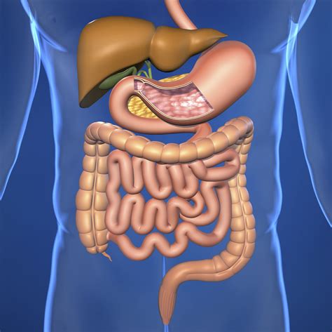 2. 10 Powerful Tips To Visualize Intestinal Anatomy Now