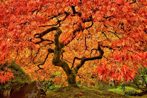 2. 15 Stunning Maple Trees: Essential Facts For Nature Lovers