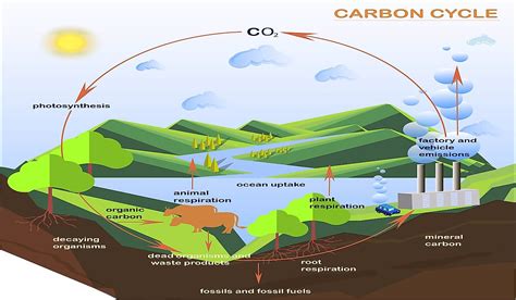 2. 20 Essential Facts: The Carbon Cycle's Role In Primary Production