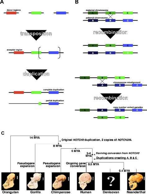 2020 Winner Optimizing Molecular Inversion Probe Assays To