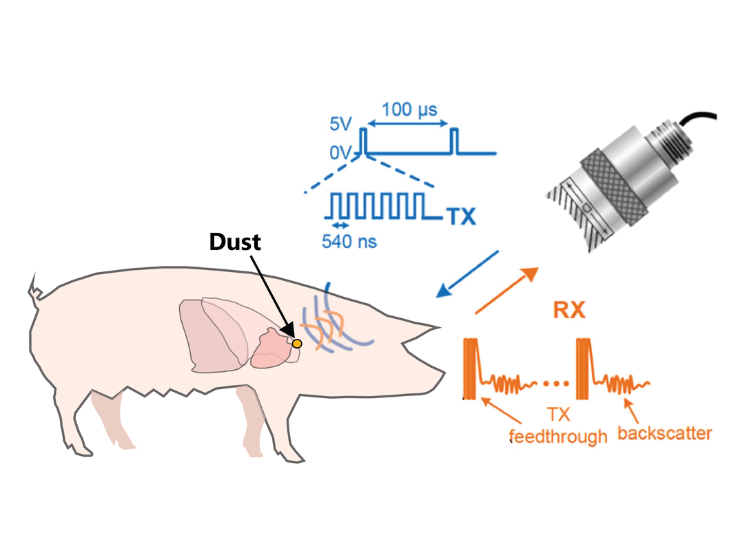 3. Design An Effective Xenotransplantation Strategy Now