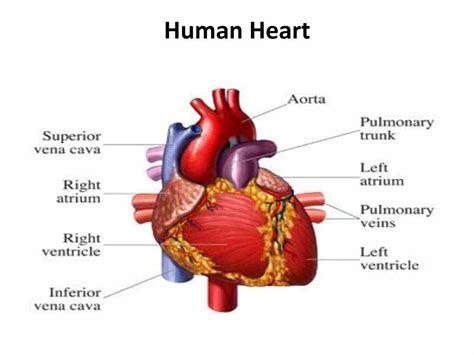 3. Generate A Heart Diagram: The Ultimate Visual Aid Today