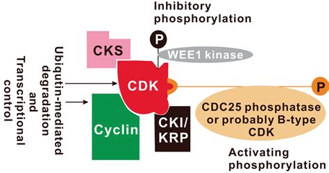 3. The Ultimate 20Step Pdh Regulation Checklist: Cdk Edition