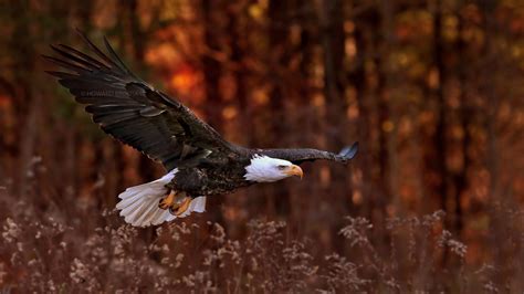 3840X2160 Bald Eagle Flight 4K Hd 4K Wallpapers Images Backgrounds