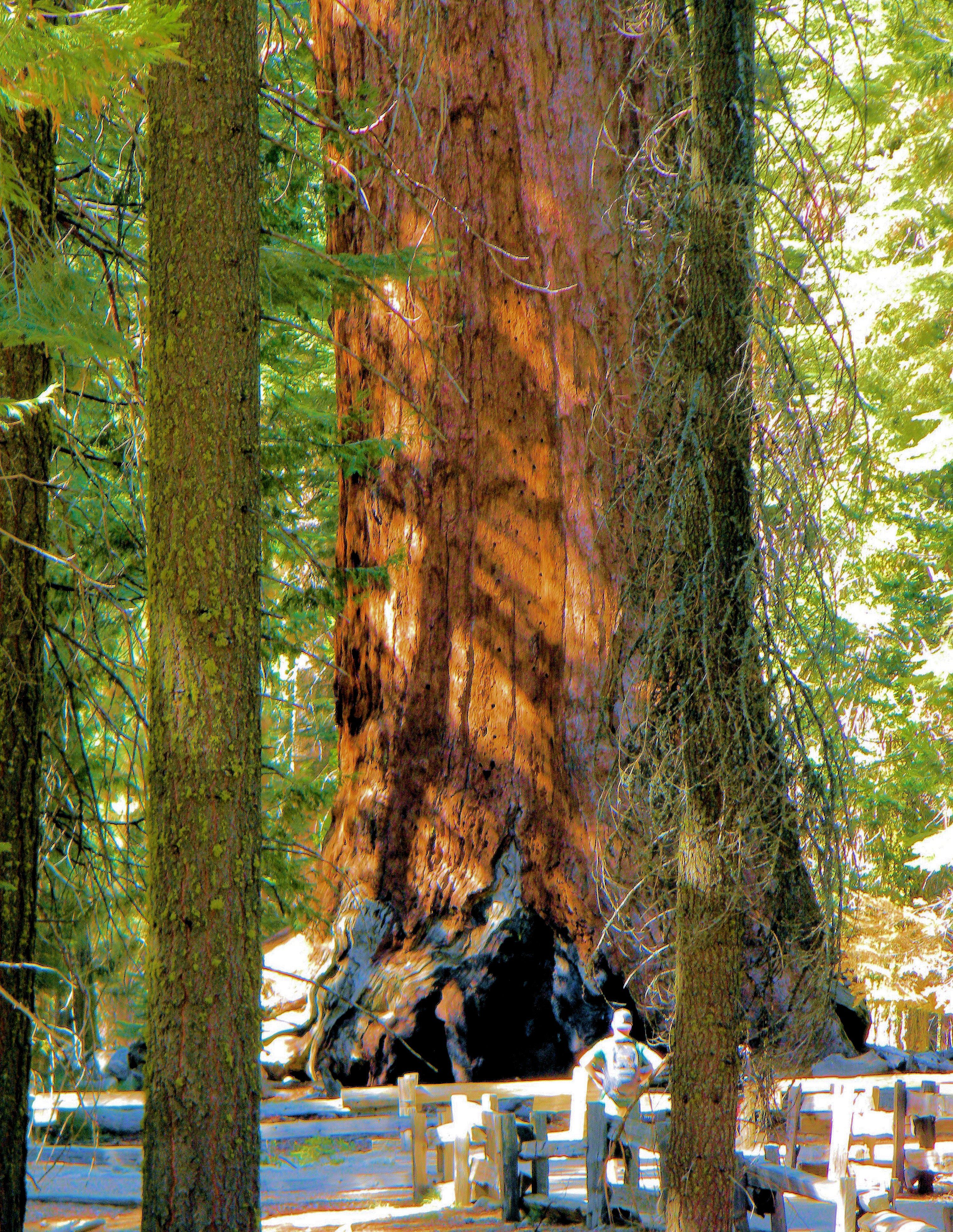 4 Must Know Facts About The Grizzly Giant Sequoia