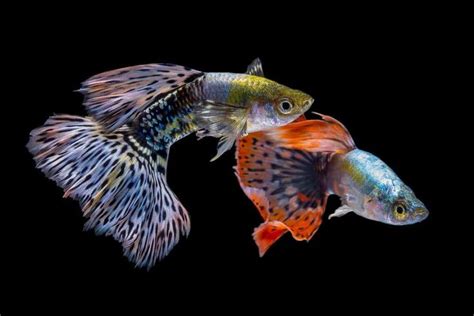 44 Different Types Of Guppies Plus Fun Facts