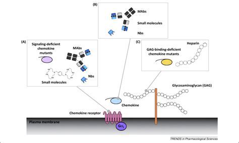 5 Tips To Design Perfect Gpcr Research With Nanobodies Today