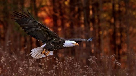 5 Ultimate Ways To Design Eagle Flight Photos Now