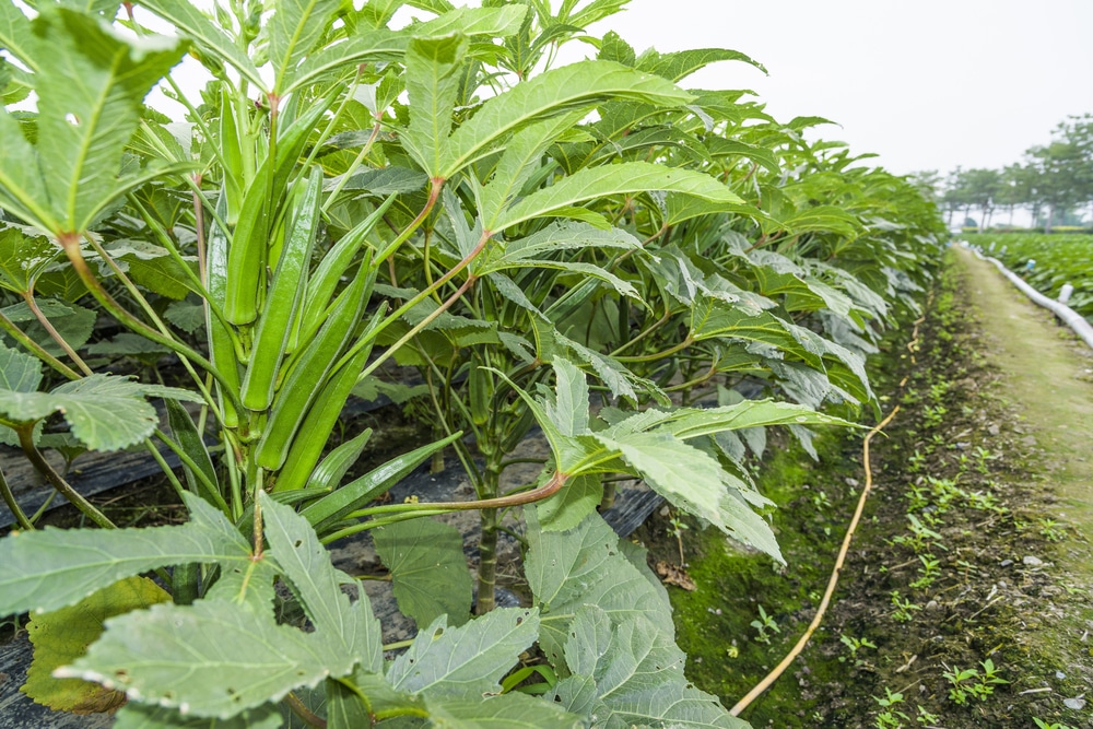 6 Expert Tips To Find Okra Today