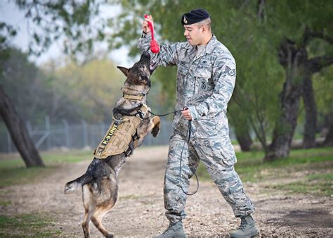 6 Figures Army Dog Handler Salary Revealed