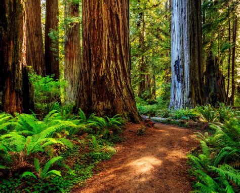 7 Breathtaking Things At Redwood National Park You Must See