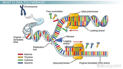 7 Perfect Steps To Master Dna Polymerase Iii Today