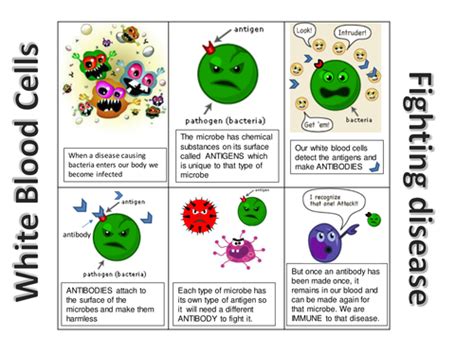 7 Pro Ways Create Immunity Now Excel Web