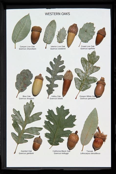 7 Ultimate Ways To Design Oak Leaf Identification Now Media Rpgsite