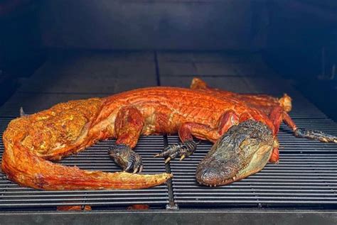 7 Ways To Buy Gator Meat Online Today