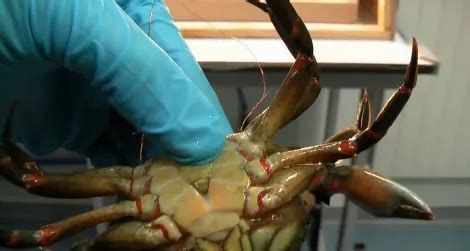 7 Ways To Design The Ultimate Crab Pain Study Today