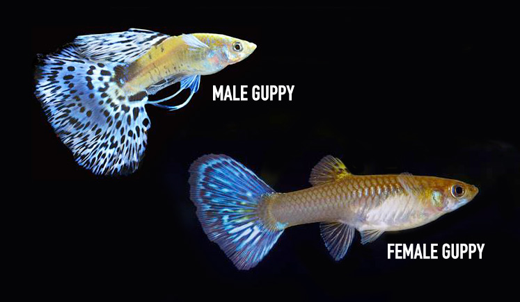 A Guide To Identifying The Differences Between A Male Or Female Guppy