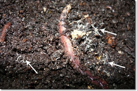 About Earthworms Worms4earth Com