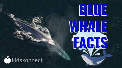 Amazing Blue Whale Facts For Kids Size Habitat Diet Conservation Youtube