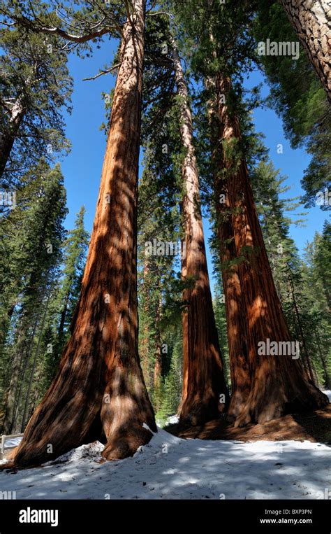 An Ancient Sequoia Tree In Mariposa Grove Of Yosemite National Park