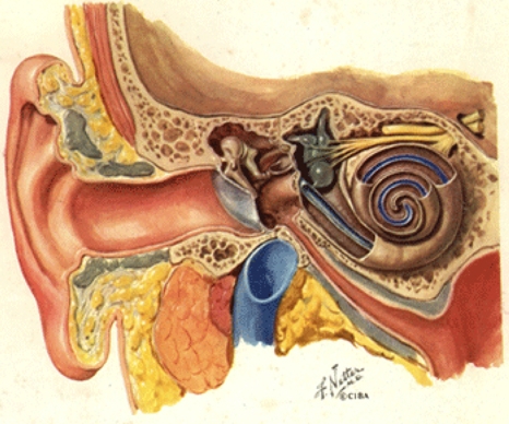 Anatomie Mozku Jak Funguje A Jak Jeho Fungov N Podpo It Cbd Star