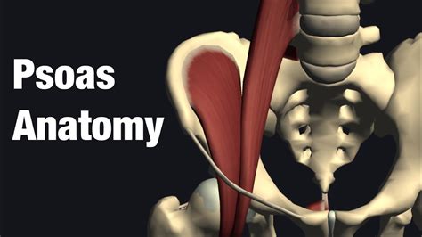 Anatomy And Function Of Psoas Youtube