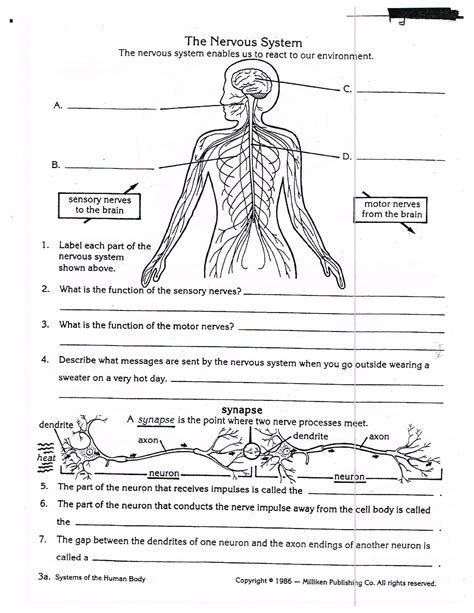 Anatomy And Physiology Labeling Worksheet0