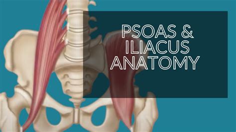 Anatomy Series Psoas Iliacus Iliopsoas Hip Flexors Youtube