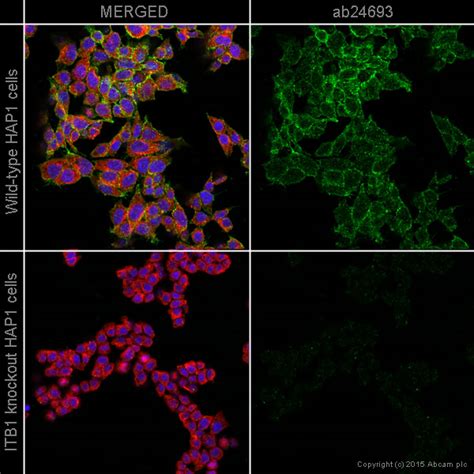 Anti Integrin Beta 1 Antibody P5d2 Ko Tested Ab24693 Abcam