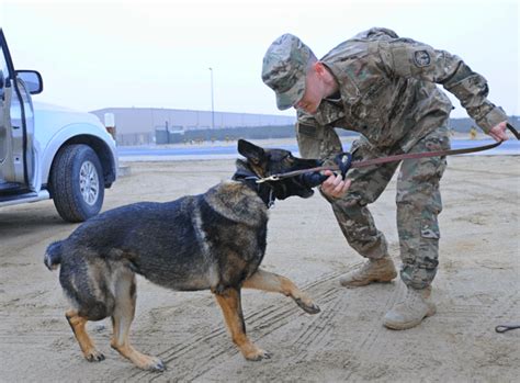 Army Military Working Dog Handler Mos 31K 2021 Career Details