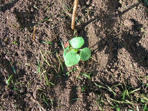 Baby Okra Plant