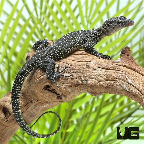 Baby Solomon Island Mangrove Monitors Varanus Indicus For Sale