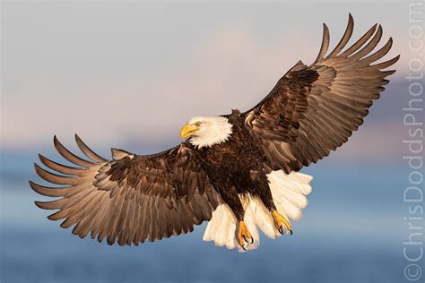 Bald Eagle Wings In Flight Nature Photography Blog