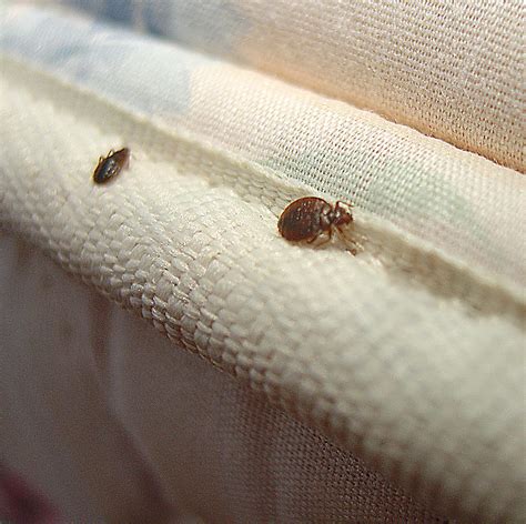 Bed Bug Pictures