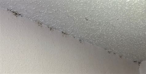 Bed Bugs On Ceiling Bed Bugs